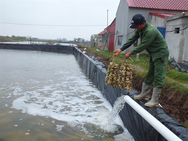 Ít ai ngờ đây là nơi sản xuất ra giống con &quot;ông ăn bà khen&quot; nhiều nhất Việt Nam - Ảnh 2.