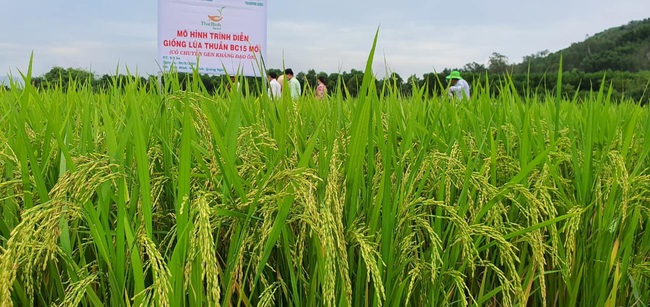 Quảng Ngãi: Nhiều giống lúa mới của ThaiBinh Seed cho năng suất, chất lượng cao nông dân phấn khởi - Ảnh 1.