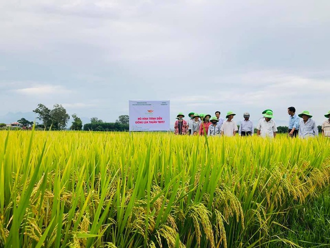 Quảng Ngãi: Nhiều giống lúa mới của ThaiBinh Seed cho năng suất, chất lượng cao nông dân phấn khởi - Ảnh 3.