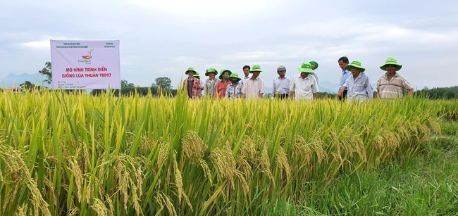 Quảng Ngãi: Nhiều giống lúa mới của ThaiBinh Seed cho năng suất, chất lượng cao nông dân phấn khởi - Ảnh 5.