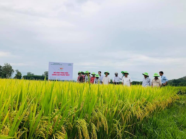 Quảng Ngãi: Nhiều giống lúa mới của ThaiBinh Seed cho năng suất, chất lượng cao nông dân phấn khởi - Ảnh 2.