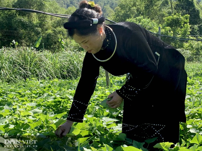 Bỏ đại học về làm nông dân, mở khách sạn kết hợp chăn nuôi, thu hơn 70 triệu đồng mỗi tháng  - Ảnh 3.