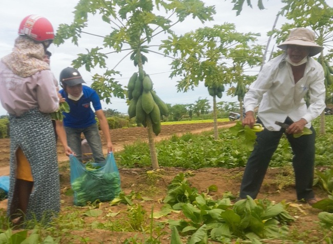 Quảng Ngãi: Nông dân tặng cả vườn rau, quả và hàng ngàn kg rau tươi, cá, thịt… cho khu cách ly dịch Covid-19 - Ảnh 2.