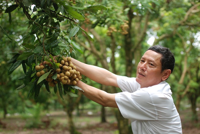 Hưng Yên bán vải... trực tuyến! - Ảnh 1.