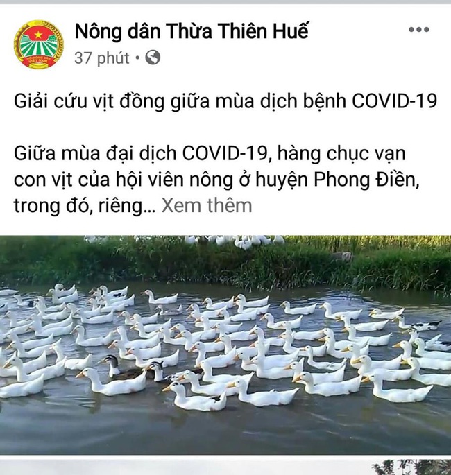 Giá gia cầm hôm nay 7/8: Ảnh hưởng Covid-19, nông dân lên mạng xã hội kêu gọi &quot;giải cứu&quot; gà, vịt - Ảnh 1.