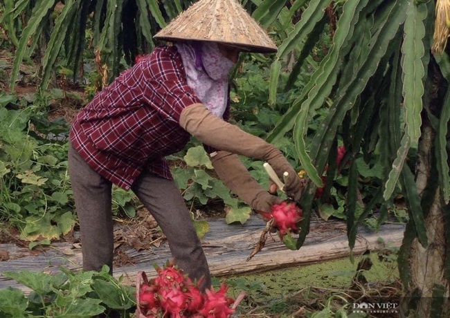 Nông dân khóc ròng khi giá thanh long... chưa bằng ly trà đá - Ảnh 1.