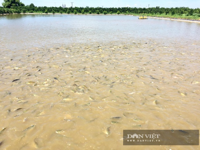 Hà Nội: Anh nông dân nuôi toàn con cá to bự chuẩn VietGAP, lái buôn đến tận ao mua hết - Ảnh 4.