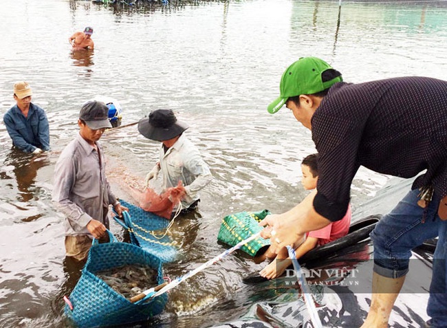 Những tỷ phú nông dân xứ Đất Mũi giúp nhau làm giàu - Ảnh 6.