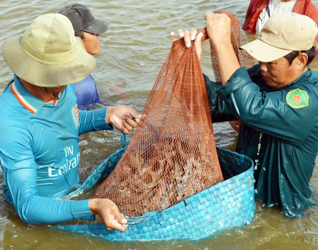 Được VFTA chắp cánh, tôm Việt bay sang EU - Ảnh 1.