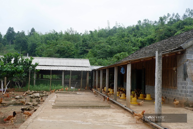 Nuôi cá bỗng, trồng đủ thứ cây ăn quả, lão nông ở Hà Giang biến đất hoang, đầy cỏ dại nay đã &quot;nhả vàng&quot; - Ảnh 3.