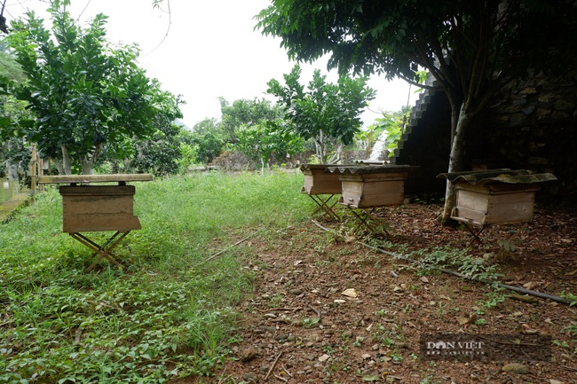 Nuôi cá bỗng, trồng đủ thứ cây ăn quả, lão nông ở Hà Giang biến đất hoang, đầy cỏ dại nay đã &quot;nhả vàng&quot; - Ảnh 10.