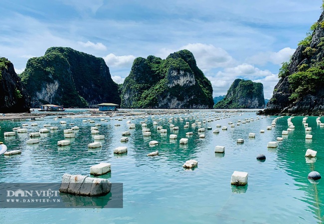 Quảng Ninh áp dụng quy chuẩn sử dụng phao nổi trong nuôi trồng thủy sản - Ảnh 1.
