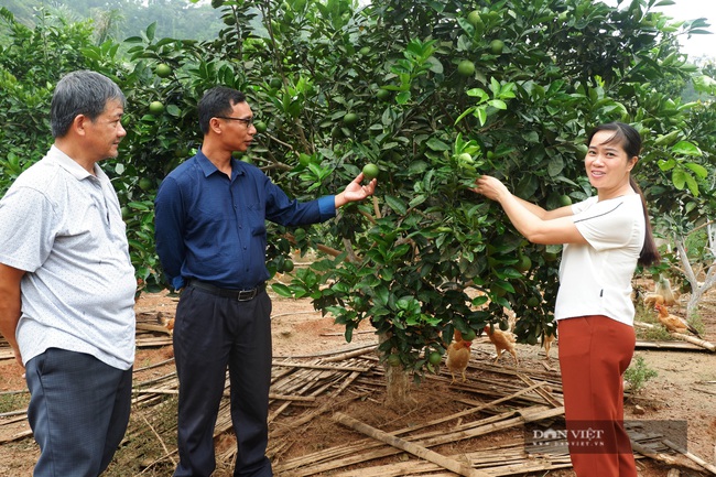 Biến đất hoang, mọc đầy cỏ dại &quot;nhả vàng&quot;, lão nông ở Hà Giang - Ảnh 2.