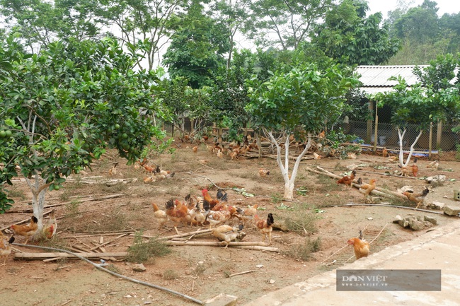 Nuôi cá bỗng, trồng đủ thứ cây ăn quả, lão nông ở Hà Giang biến đất hoang, đầy cỏ dại nay đã &quot;nhả vàng&quot; - Ảnh 5.