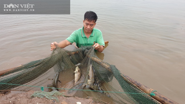 Nam Định: Ngán ngẩn cá đặc sản bán không ai mua, người chăn nuôi khóc ròng vì dịch covid -19 - Ảnh 4.