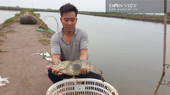 Nam Định: Ngán ngẩn cá đặc sản bán không ai mua, người chăn nuôi khóc ròng vì dịch covid -19 - Ảnh 2.