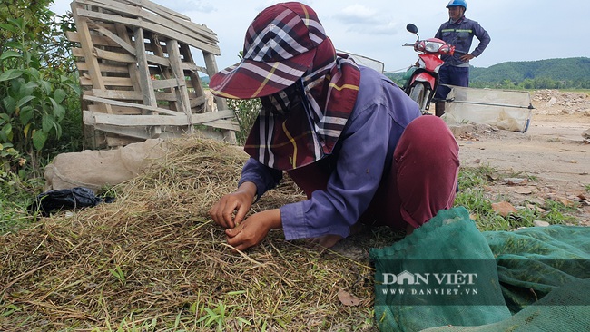 Chạy xe máy khắp đồng săn 'máy bay mặt đất' thu tiền triệu mỗi ngày - Ảnh 4.