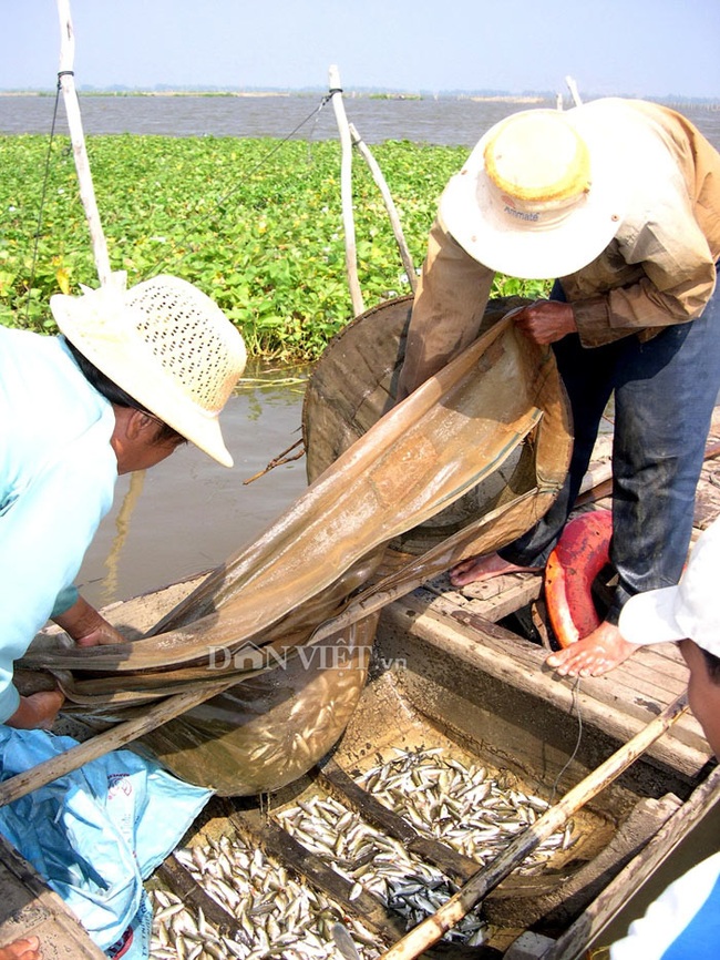 Cá linh non bé tí bằng đầu đũa, vì sao giá tới 200.000 đồng/kg mà thương lái vẫn mua hết? - Ảnh 2.