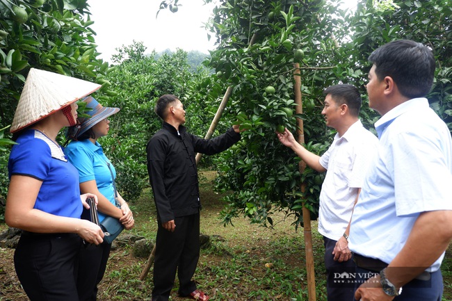 Hà Giang: Trồng cam đặc sản, thu tiền tỷ, một nông dân người Mông xây nhà đẹp, sắm xe hơi - Ảnh 3.