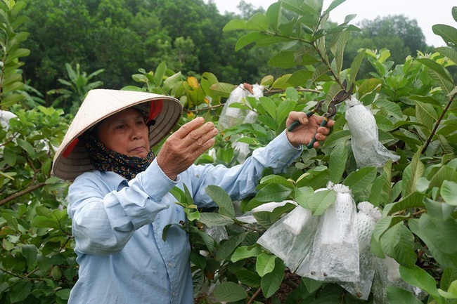 Vốn chính sách giúp giảm tỷ lệ hộ nghèo ở Tuyên Quang  - Ảnh 1.