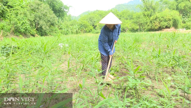 Bắc Kạn: Tiếp thu nội dung báo Dân Việt phản ánh - Ảnh 1.