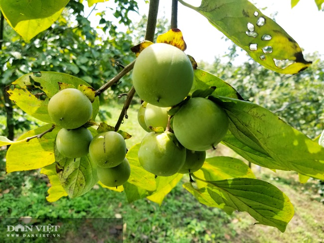 Ảnh: Ngọt ngào, vàng óng mùa hồng giòn xứ Lạng - Ảnh 1.