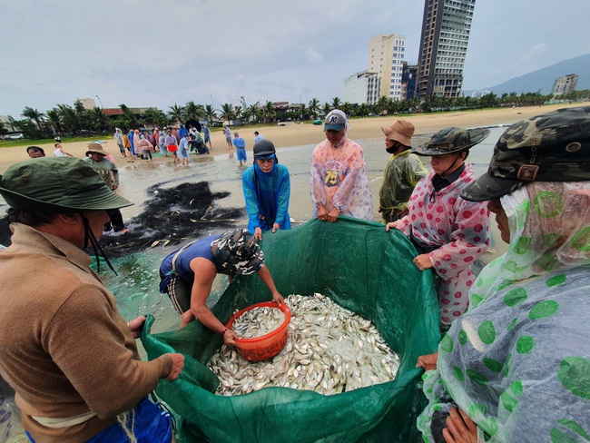 Ảnh: Ngư dân Đà Nẵng &quot;Chạy ngược bão&quot; cùng mẻ lưới cuối cùng - Ảnh 9.