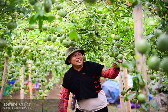 Vựa hoa quả Sơn La sẵn sàng cung ứng hàng cho nhà máy chế biến - Ảnh 5.