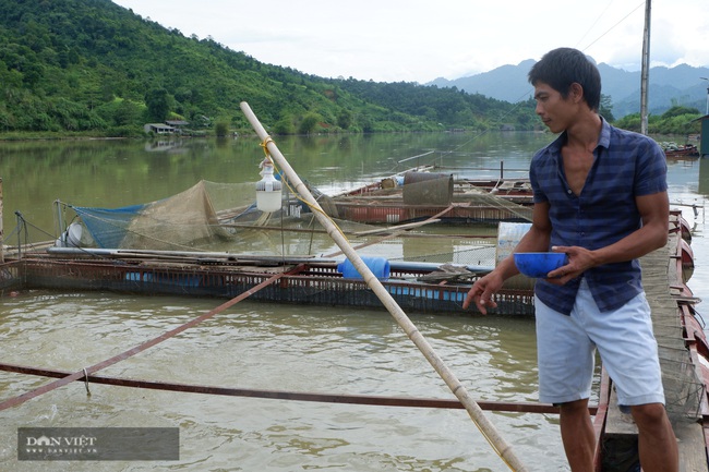 Hà Giang: Nuôi cá đặc sản trên sông Lô, giá 450.000 nghìn đồng/kg, dân chưa bán đã có người hỏi mua - Ảnh 2.