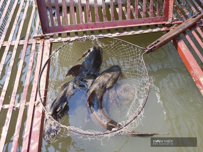 Hà Giang: Nuôi cá đặc sản trên sông Lô, giá 450.000 nghìn đồng/kg, dân chưa bán đã có người hỏi mua - Ảnh 6.
