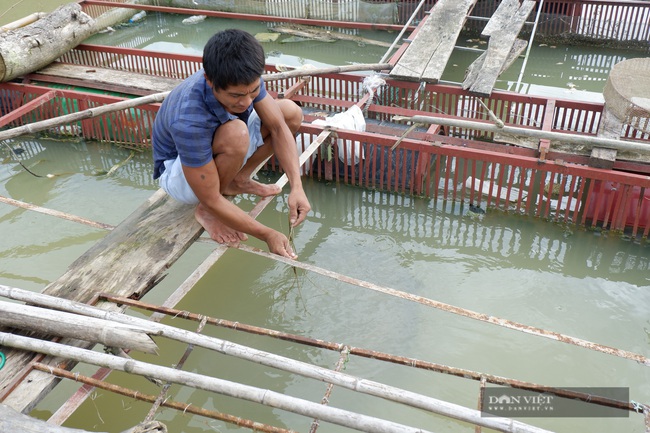 Hà Giang: Nuôi cá đặc sản trên sông Lô, giá 450.000 nghìn đồng/kg, dân chưa bán đã có người hỏi mua - Ảnh 3.