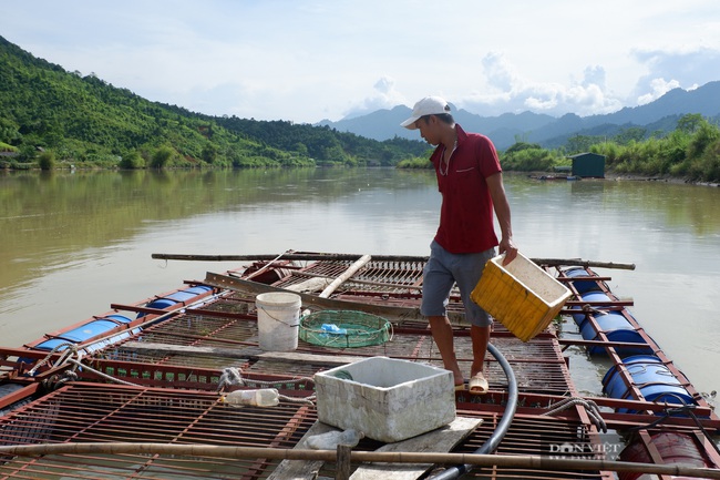 Hà Giang: Nuôi cá đặc sản trên sông Lô, giá 450.000 nghìn đồng/kg, dân chưa bán đã có người hỏi mua - Ảnh 7.