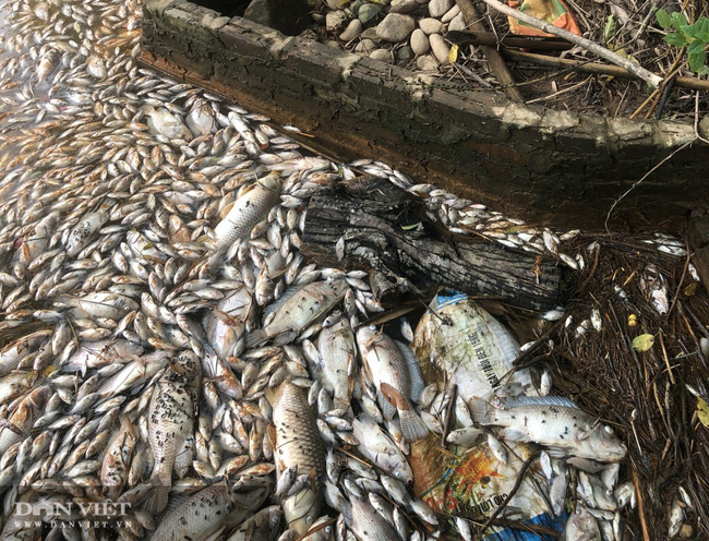 Thái Nguyên: Chết hàng chục tấn cá nghi do ao bị nhiễm nguồn nước độc lạ - Ảnh 1.