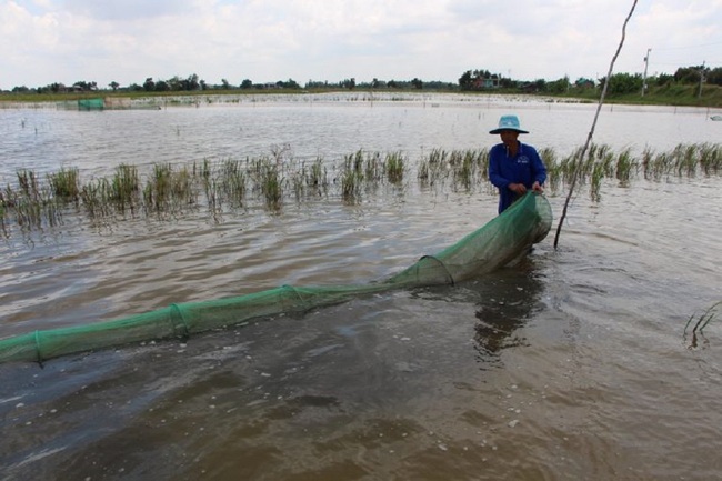 Lũ “không đẹp”, cá linh lác đác, nhìn lòng tong bay, dân vùng lũ nát lòng - Ảnh 3.