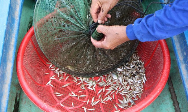 Lũ “không đẹp”, cá linh lác đác, nhìn lòng tong bay, dân vùng lũ nát lòng - Ảnh 2.