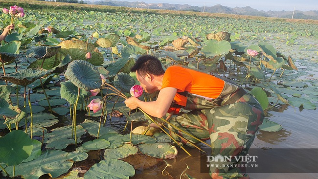 Nghệ An: Chàng kỹ sư Công nghệ thông tin trồng sen Tây Hồ trái mùa tính hoa thu tiền - Ảnh 6.