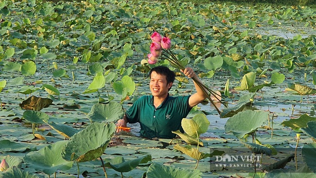 Nghệ An: Chàng kỹ sư Công nghệ thông tin trồng sen Tây Hồ trái mùa tính hoa thu tiền - Ảnh 3.