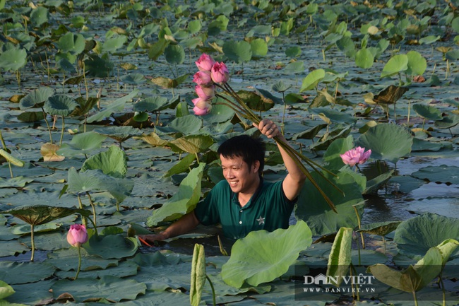 Nghệ An: Chàng kỹ sư Công nghệ thông tin trồng sen Tây Hồ trái mùa tính hoa thu tiền - Ảnh 2.