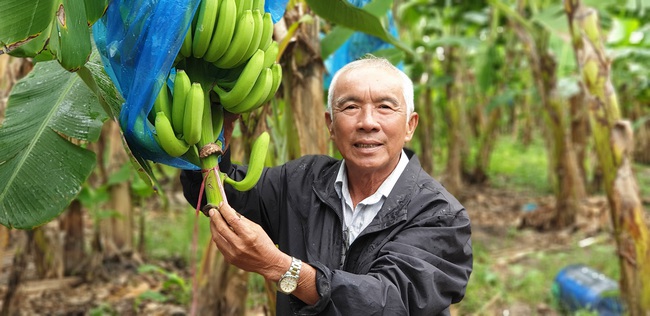 Lão nông ở Cần Thơ tiên phong trồng cây mới lạ, cho thu nhập khủng - Ảnh 1.