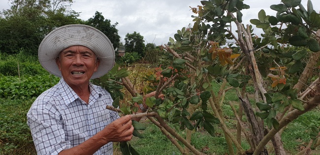 Lão nông ở Cần Thơ tiên phong trồng cây mới lạ, cho thu nhập khủng - Ảnh 5.