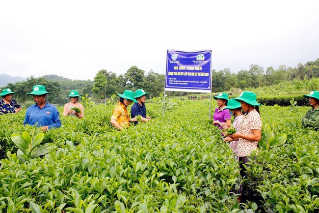 Phú Thọ: Vườn chè nhiều búp, năng suất hơn cả mong đợi nhờ &quot;ăn&quot; phân bón chuyên dụng - Ảnh 1.