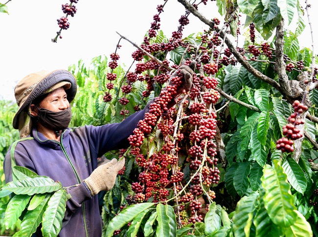 Nông nghiệp miền Trung - Tây Nguyên: Cần “cú hích” để tạo đột phá - Ảnh 1.