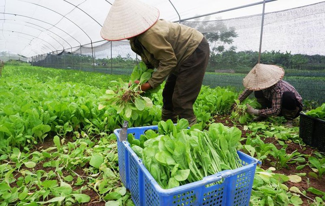 Sản xuất rau sạch ở Lĩnh Nam: Kiểm soát theo chuỗi khép kín từ sản xuất đến tiêu thụ - Ảnh 1.