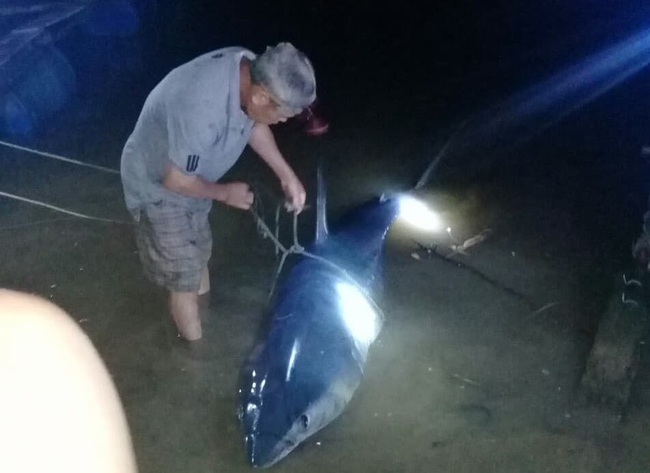 Cá lạ nặng 2 tạ nghi cá mập xanh dạt vào bờ biển Quảng Trị - Ảnh 1.