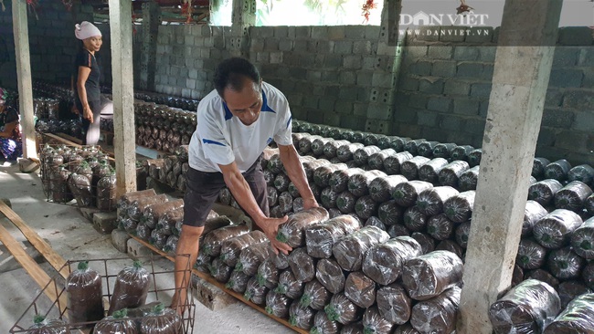 Ninh Bình: U60 chịu khó trồng nấm, tháng nào u60 cũng hái ra 50 triệu. - Ảnh 4.