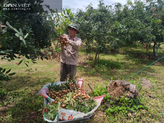 Nhãn lại rớt giá, mỗi héc ta nông dân mất “1 chiếc xe máy” - Ảnh 1.