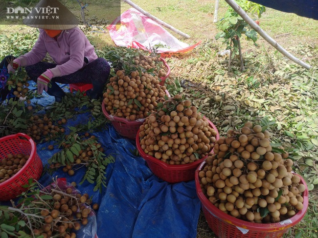 Nhãn lại rớt giá, mỗi héc ta nông dân mất “1 chiếc xe máy” - Ảnh 2.