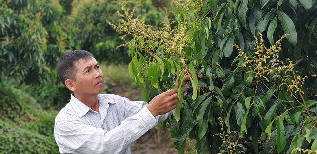 Trồng nhãn Ido, anh nông dân ở Bến Tre thu gần 2 tỷ đồng mỗi năm - Ảnh 1.