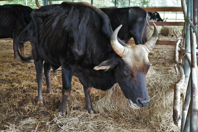 Giám đốc Vườn Quốc gia Phước Bình nói gì về đàn bò tót F1 bị bỏ đói trơ xương? - Ảnh 1.