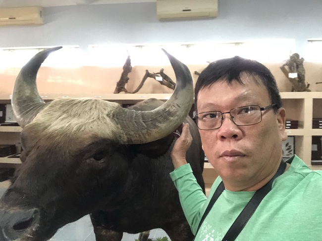 Giám đốc Vườn Quốc gia Phước Bình nói gì về đàn bò tót F1 bị đói trơ xương? - Ảnh 2.